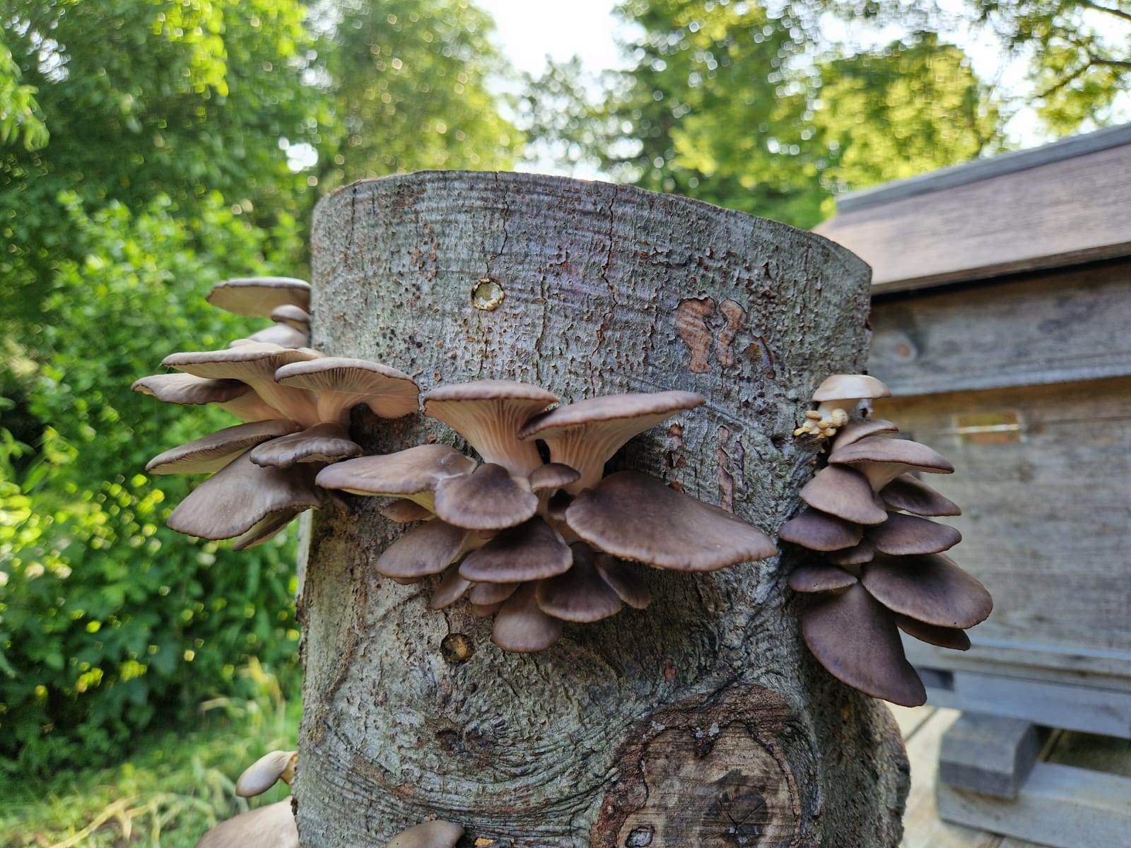 Garten 2 – Bienenbaum